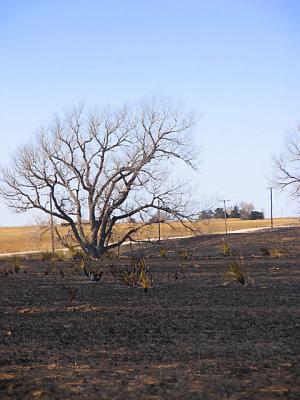 Burned Farmland.jpg