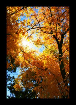 Fall Color.jpg
