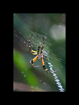 Spider 3.jpg
