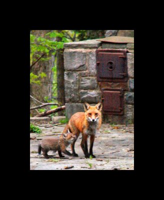 Fox and Pup.jpg