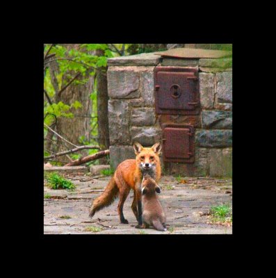 Fox and Pup2.jpg