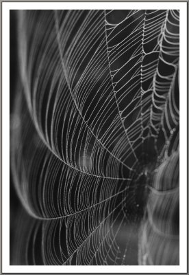 Spider web 5.jpg