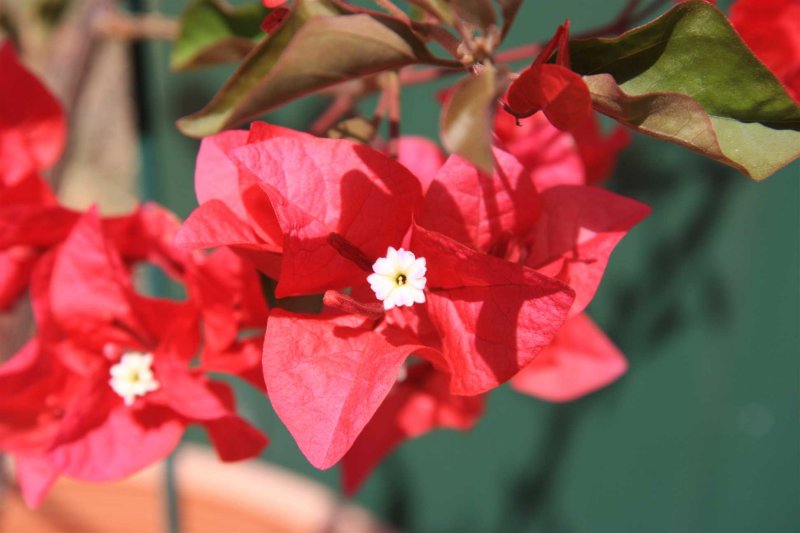 27 February Bougainville