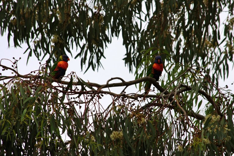 Rainbow Lorikeet