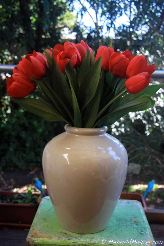 1 Red Tulips