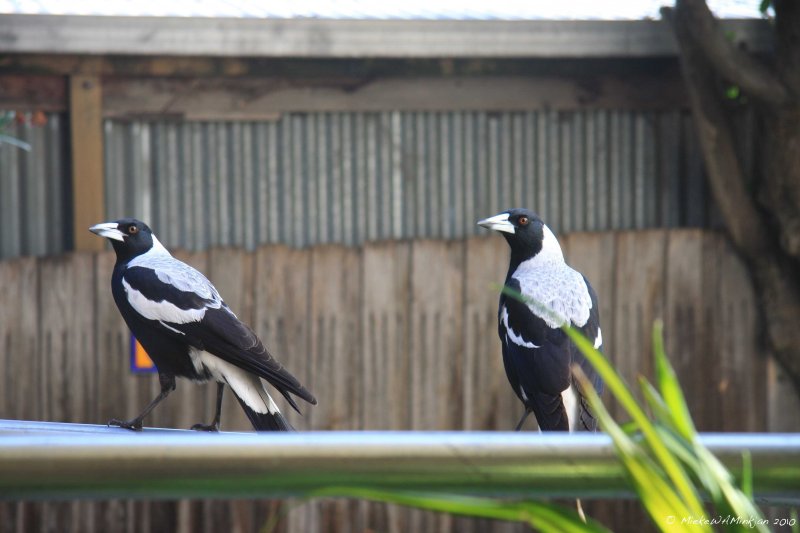 6 Magpies