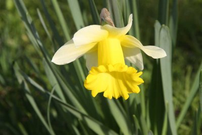 1 August Daffodil