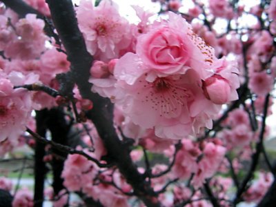 10 august Prunus blossoms