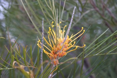 Grevillia