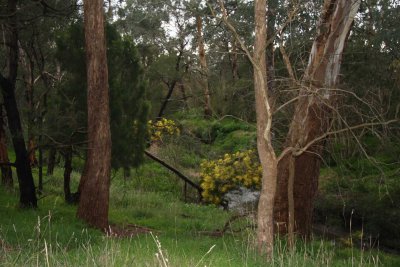 2 september Dandenong Creek