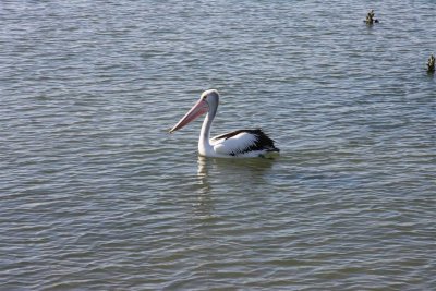 6 september Pelican in murky water