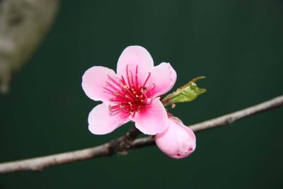 9 september Peach blossom