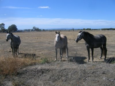 Horses in a drought ridden paddock