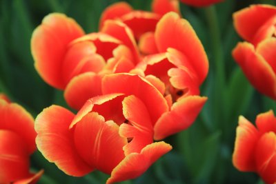 6 April Orange tulips