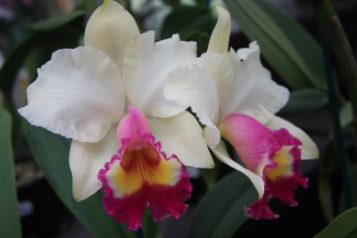 7 april Orchids