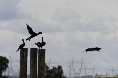 16 A bird dispute