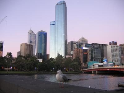 4 december 2005 Seagull and the CBD of Melbourne