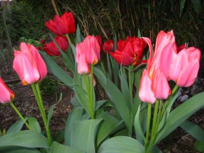 my tulips in 2003