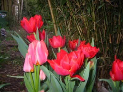 a mixture of tulips