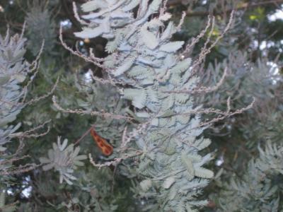 15 januari 2006 Wattle tree and butterfly
