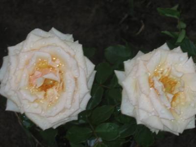 28 januari 2006  Golden raindrops on my roses