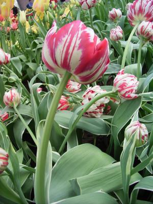 tulip the nice.JPG