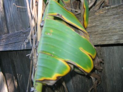 5 march 2006 Wood and banana leaves