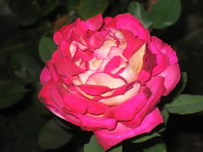 11 march 2006, One of my last beautiful roses