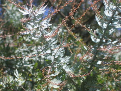 23 march 2006 Wattle tree buds