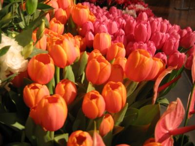 10 april 2006 Apeldoorn tulips in Melbourne