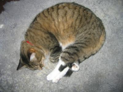 19 april 2006 My cat gaia