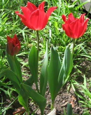 10 september My own home grown red tulips