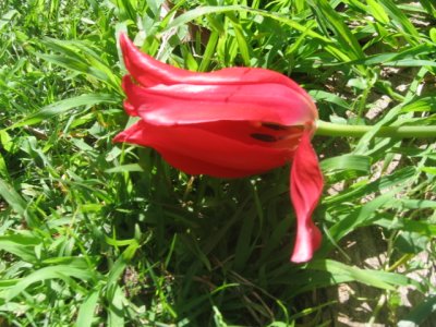 16 september fallen tulip