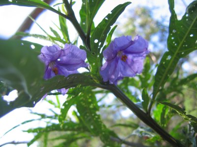 Family of the potatoes plants