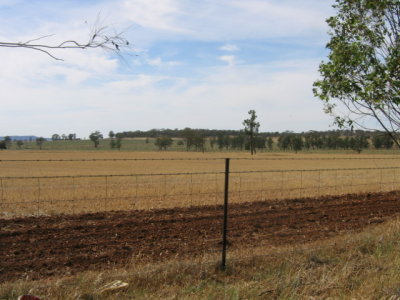 Wheat fields along the Newell High way