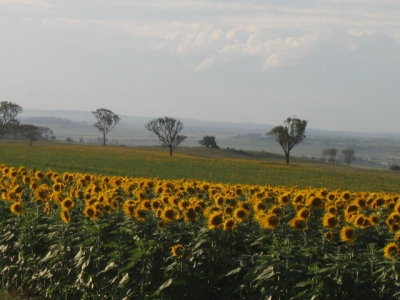 Sunflowers