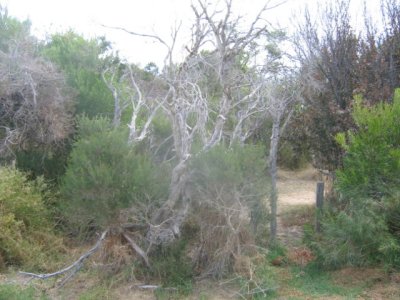 24 march sea  tree landscape