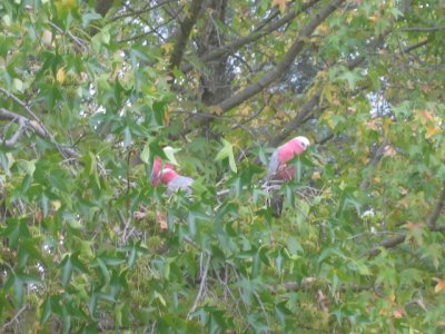30 march Galahs in a plane tree