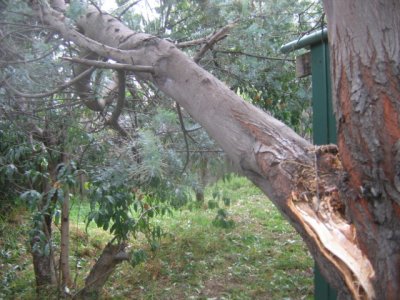 3 april Our wattle tree a victim of the big blow