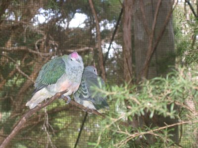 9 april Rose-crowned-fruit-dove