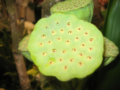 Lotus flower seeds