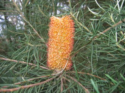 Banksia