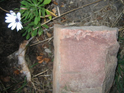 21 april Lime stone and daisy