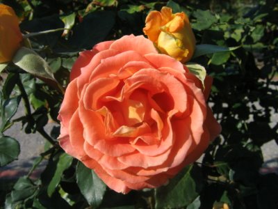Roses