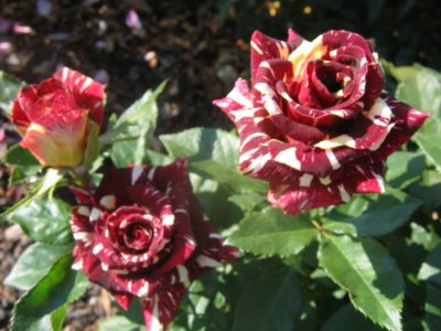 Roses