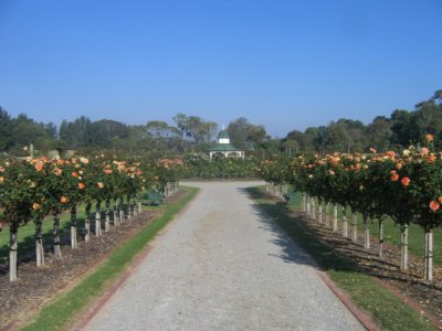 Victoria State Rose garden Werribee