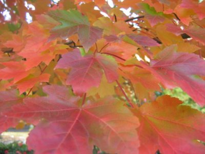 3 may Maple tree leaves in autumn colour