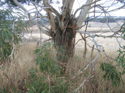 4 may Gum tree in a drought ridden country