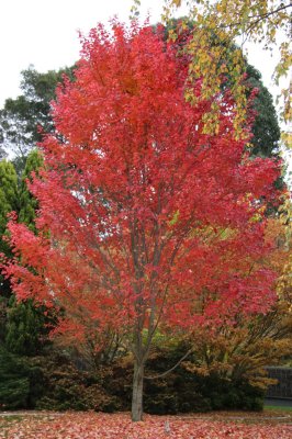 11 may Tree in autumn custome