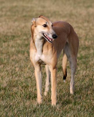 Maggie-Easter-2008.jpg